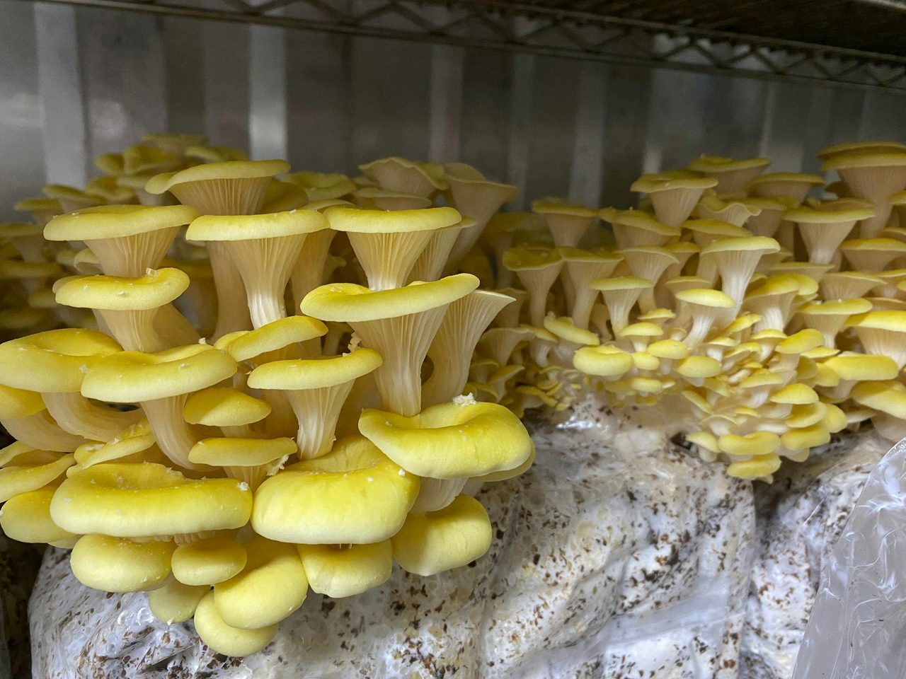 Yellow Oyster Mushrooms