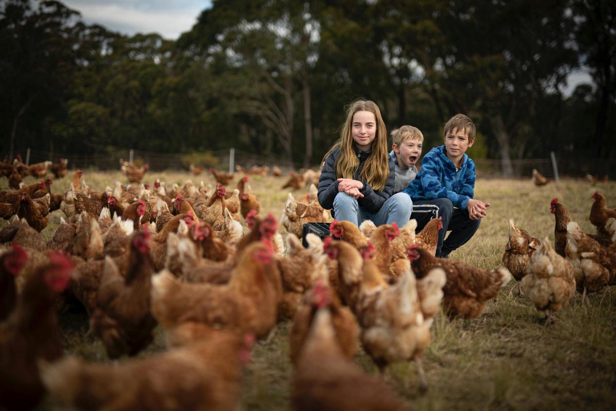 Our hens are pasture raised, always living on grass in the outdoors.