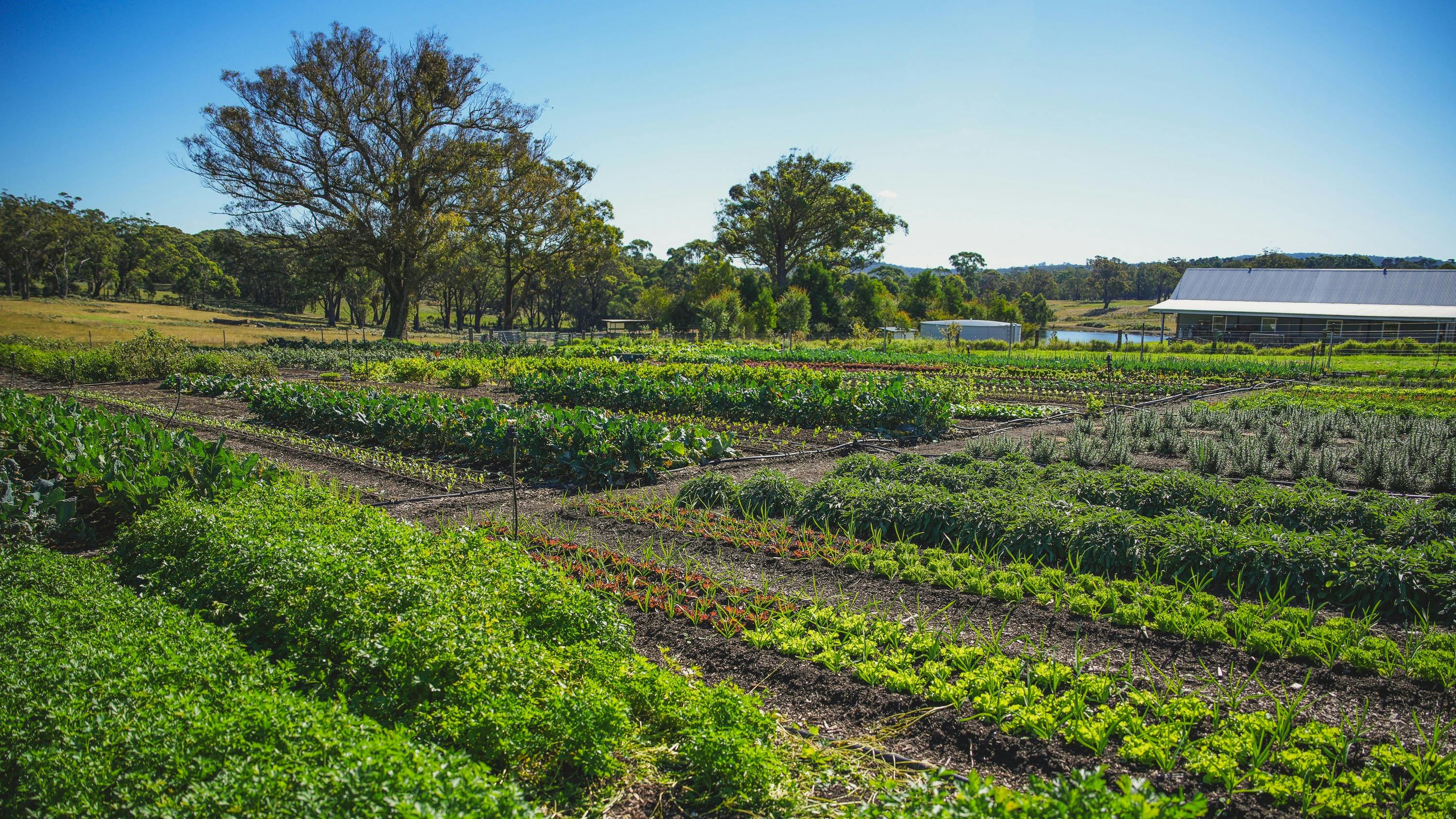 Vegetable garden
