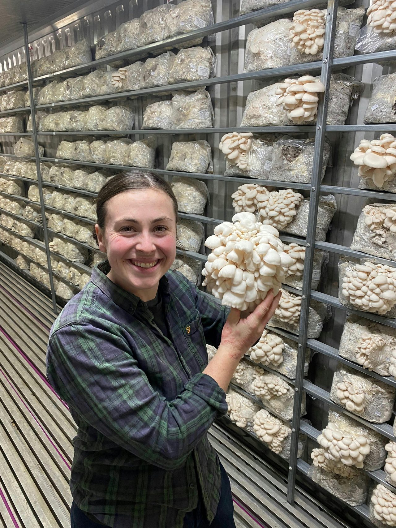 Oyster mushrooms