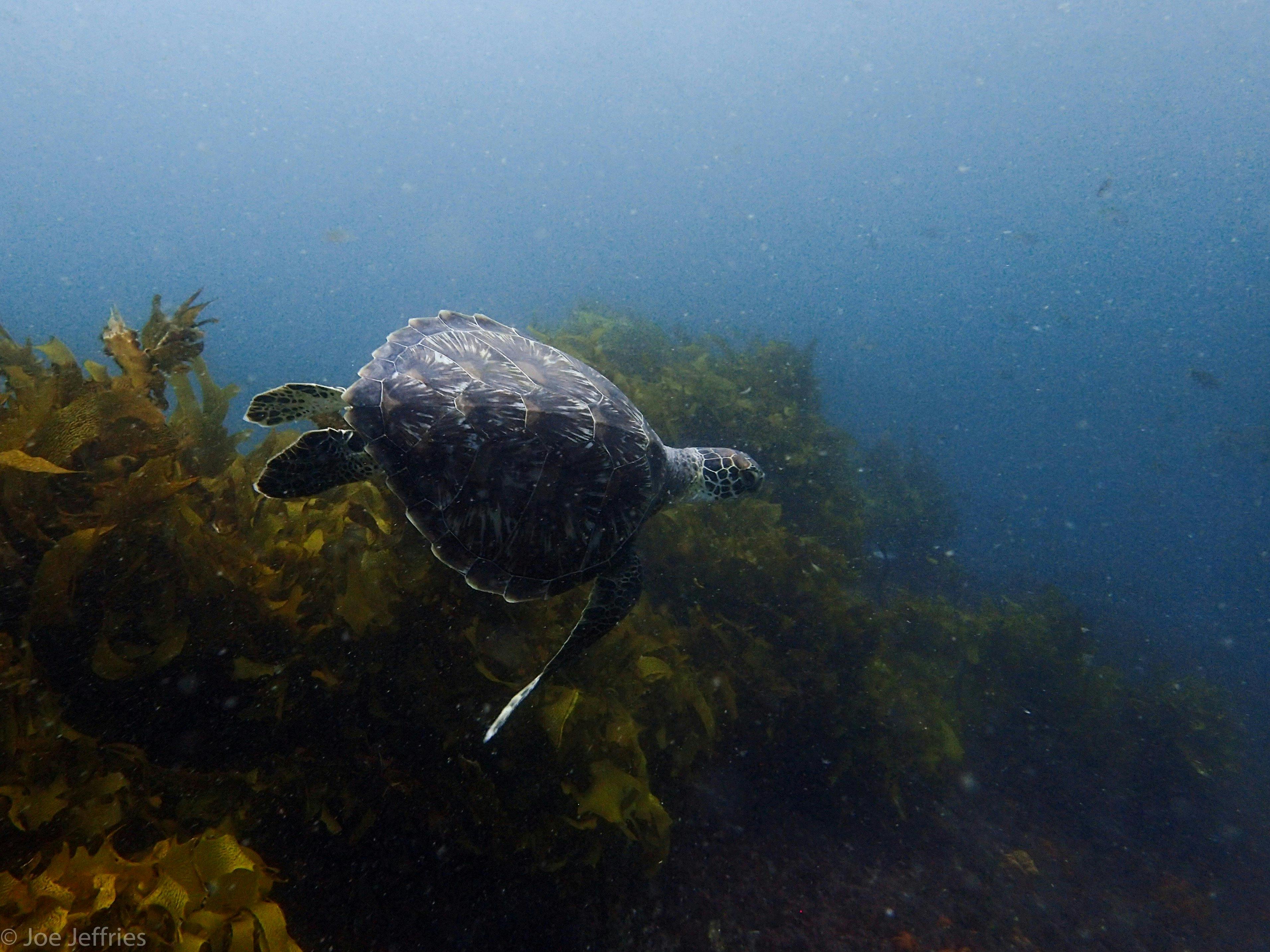 Dive with turtles off the coast of Forster