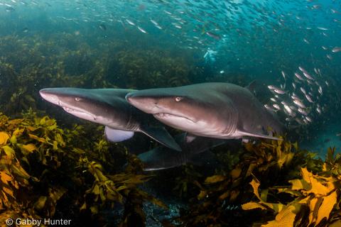 Grey Nurse Sharks