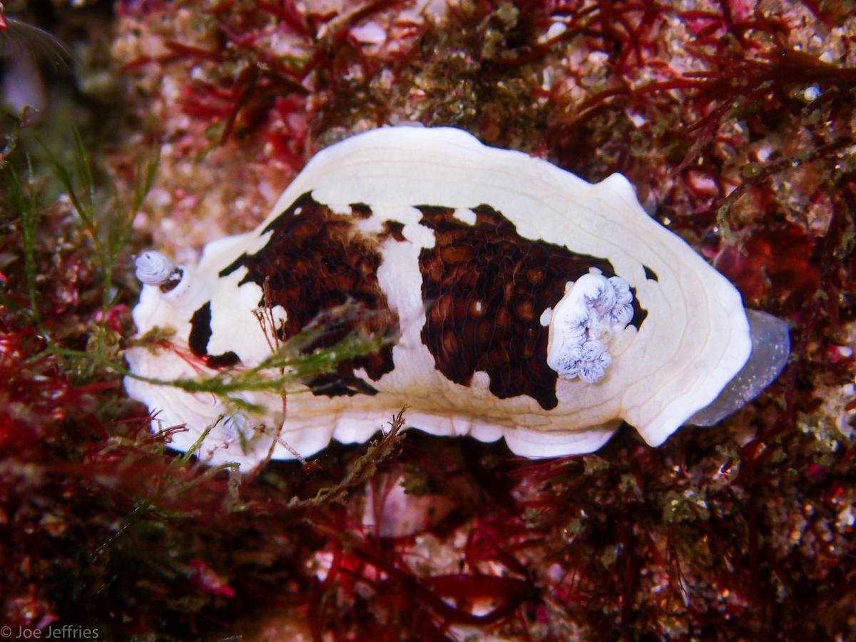 Find critters big and small