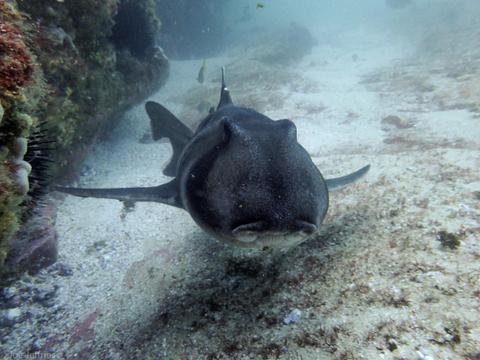 Friendly Port Jackson Shark