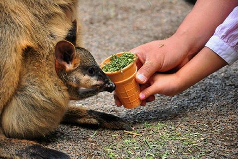 Feeding a wallaby a t Featherdale WIldlife Park