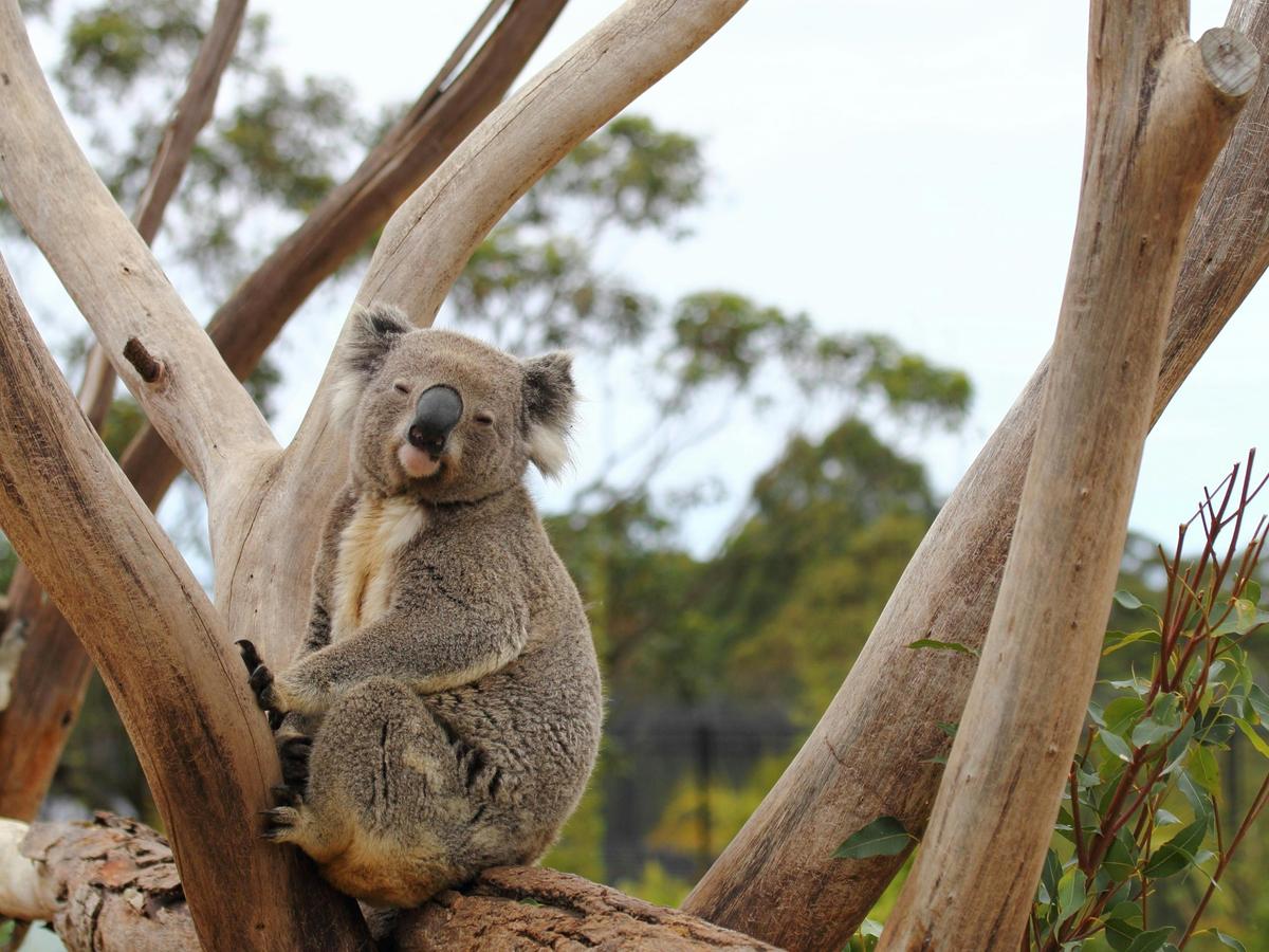 Koala Bear