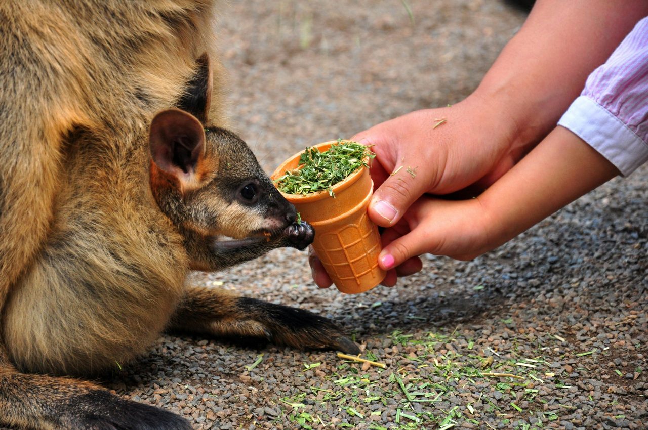 Wildlife-Park-Blue-Mountains-Tour