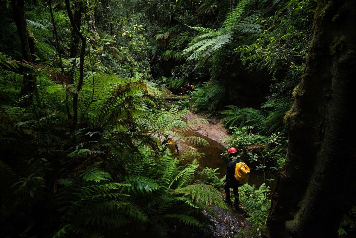 Rainforest Canyoning - Blue Mountains, Australia