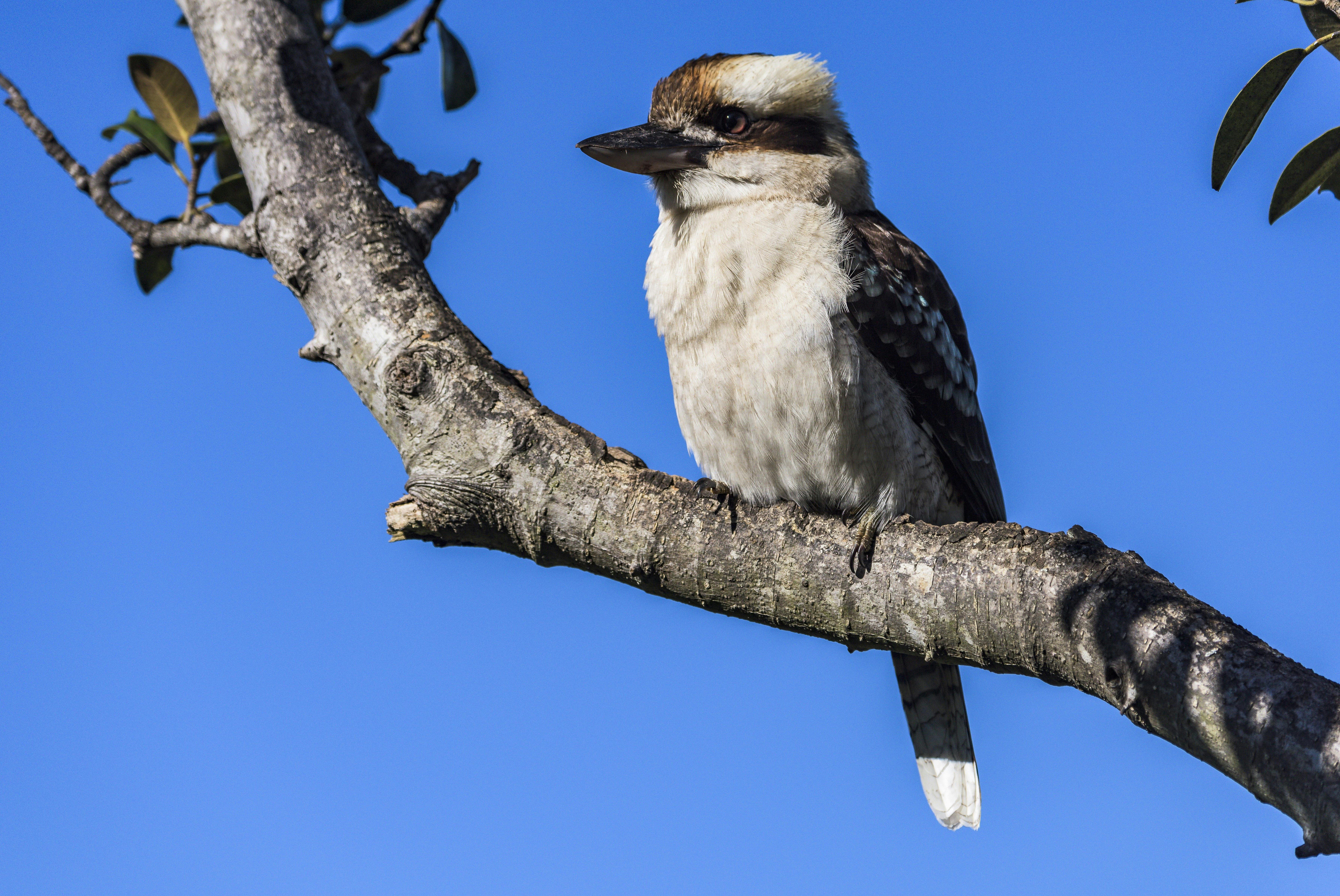 Kookaburra