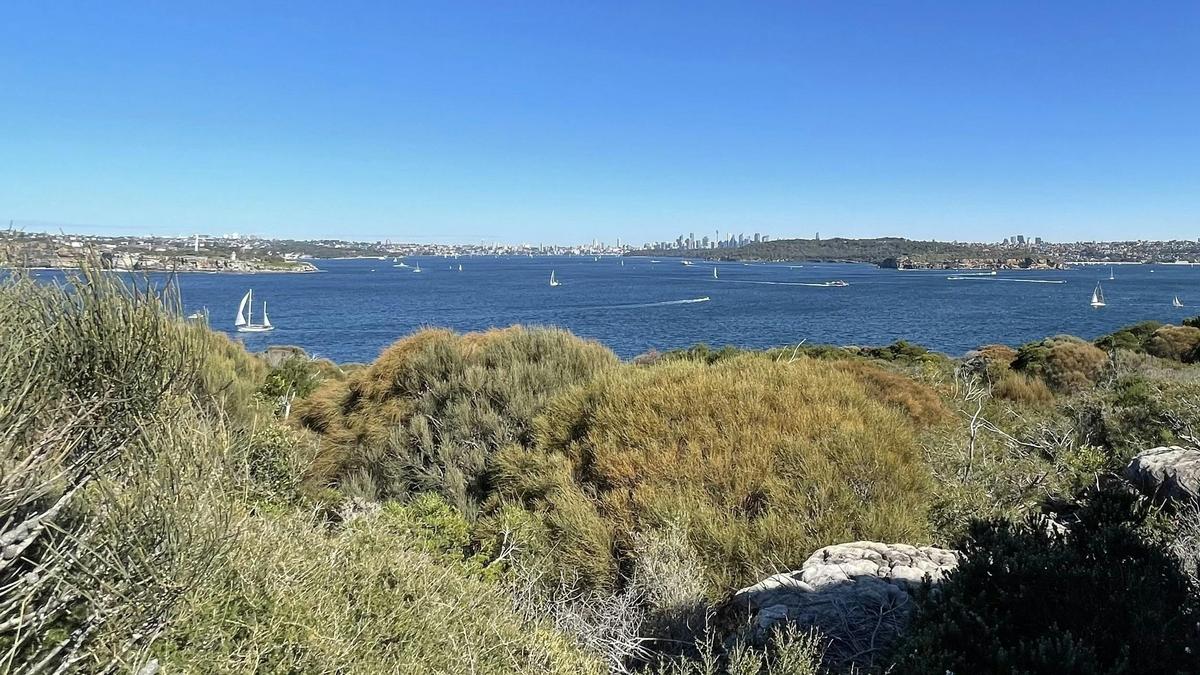 Sydney Harbour Lookout