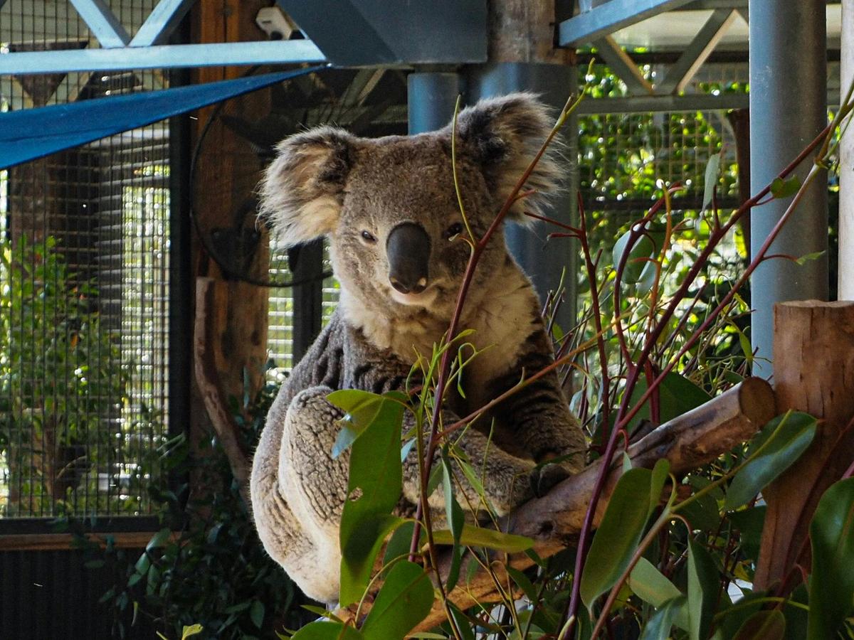 Koalas!