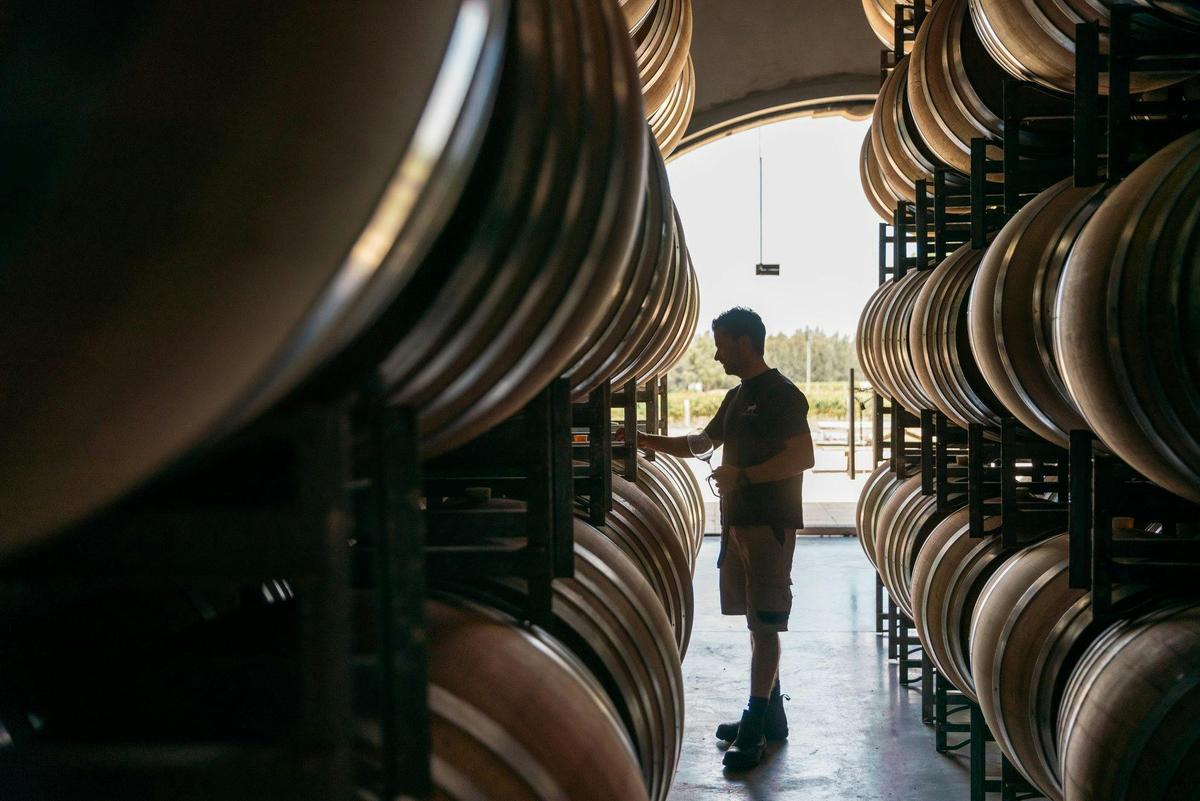 Immerse yourself in the world of winemaking