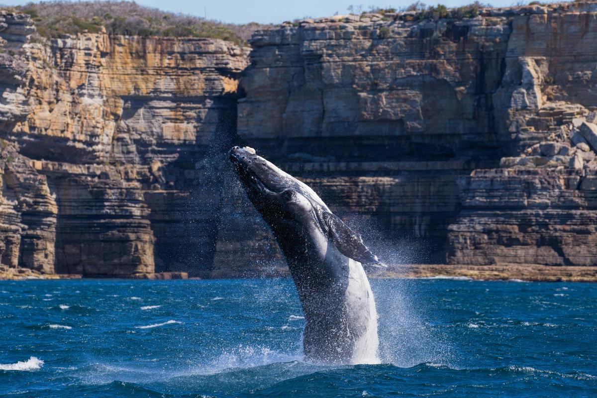 Whale breaching in front of Beecroft Peninsula Cliffs