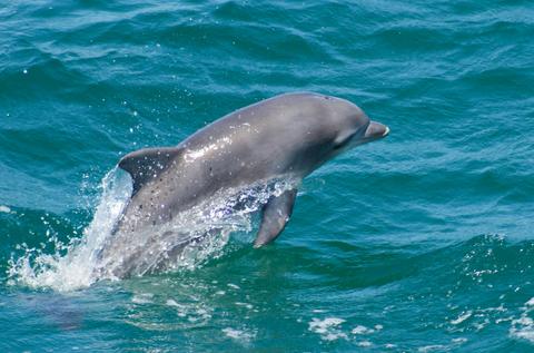 Resident Bottlenose Dolphin