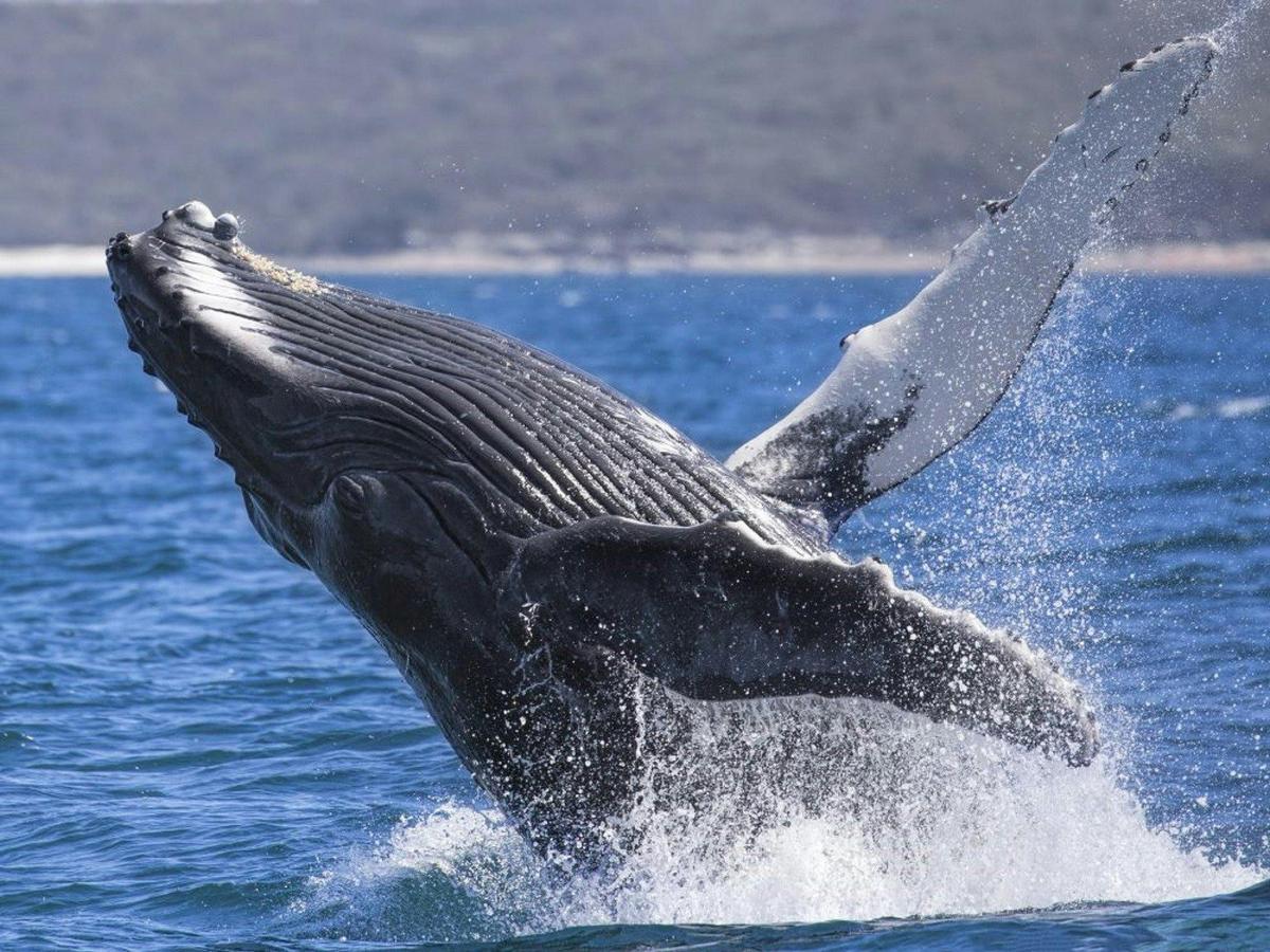 Extreme whale watch Cruise