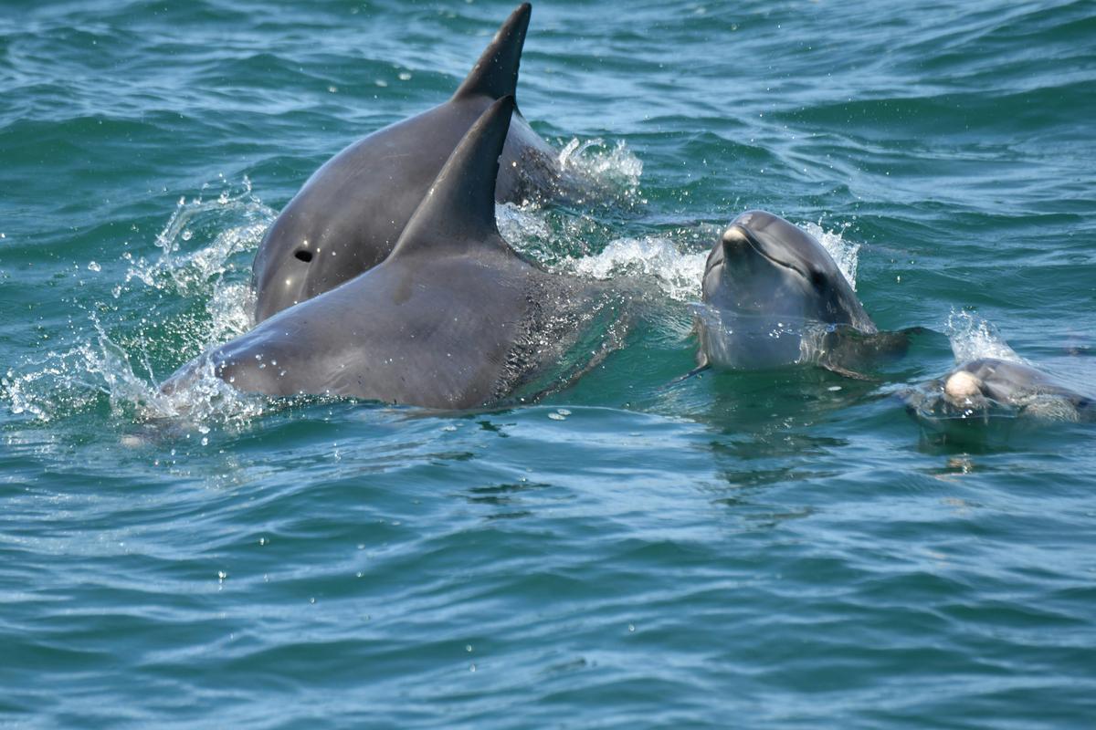 Dolphin Family