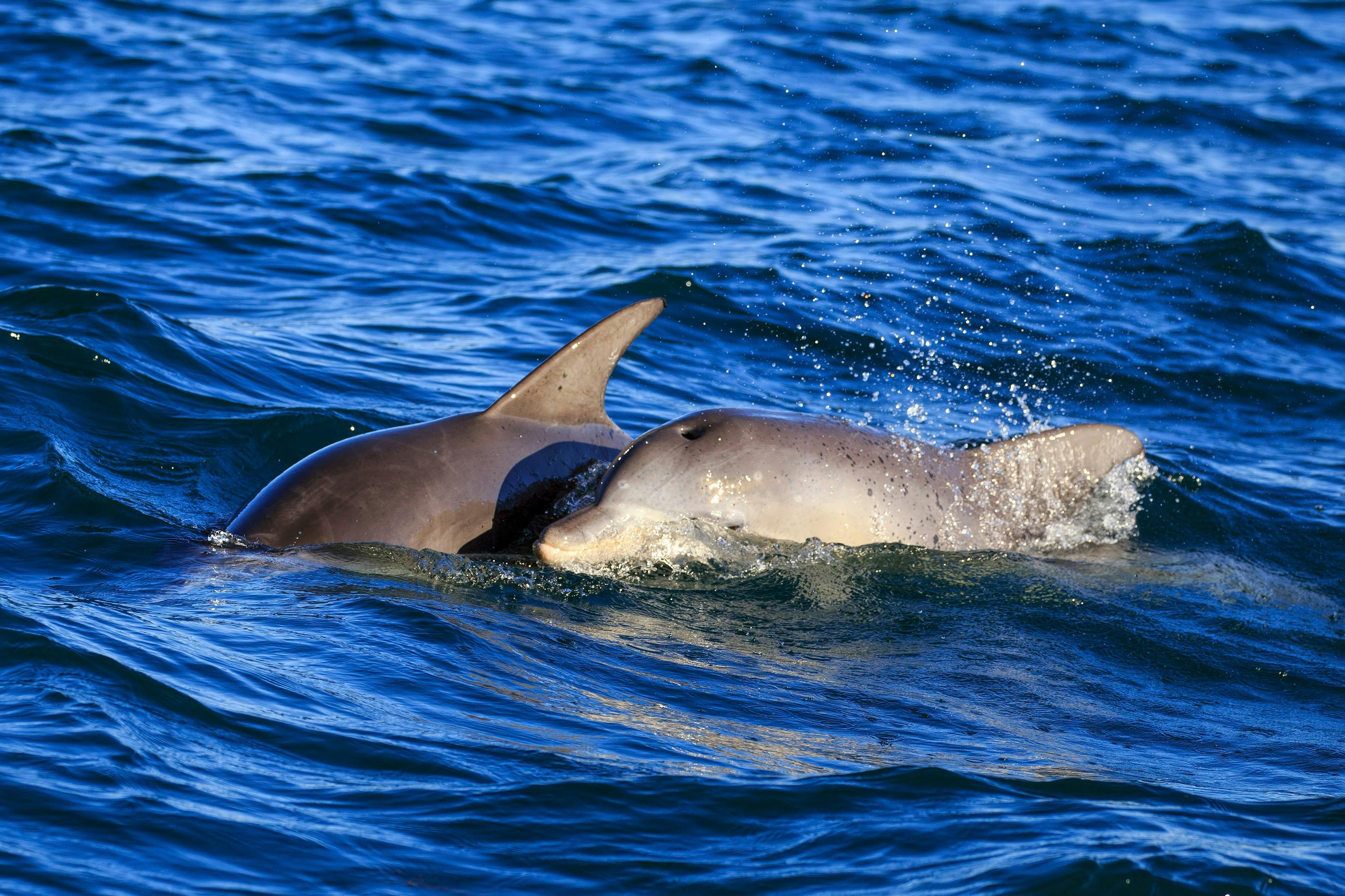 Mother & Calf Dolphins