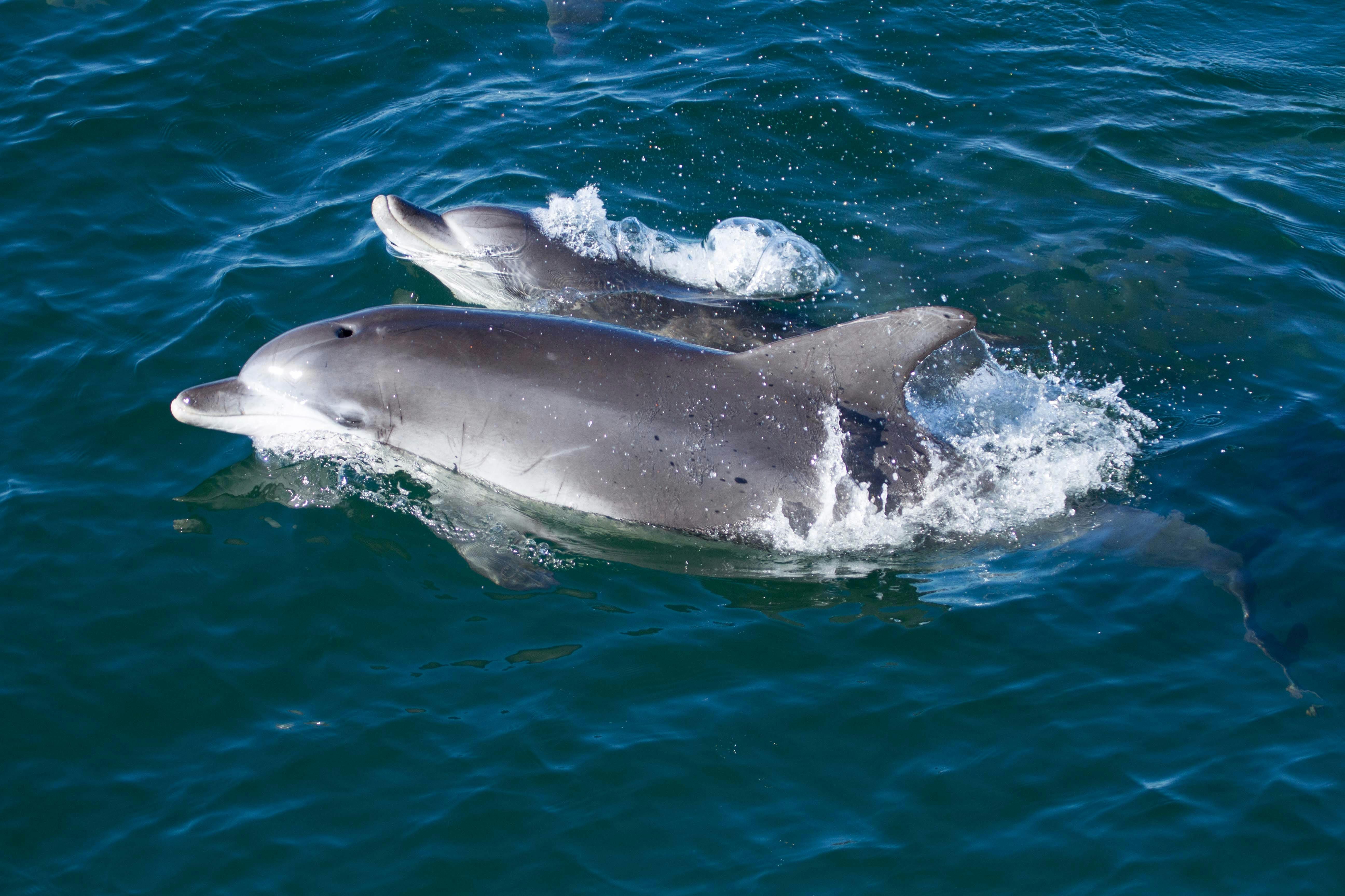 Bottlenose Dolphins