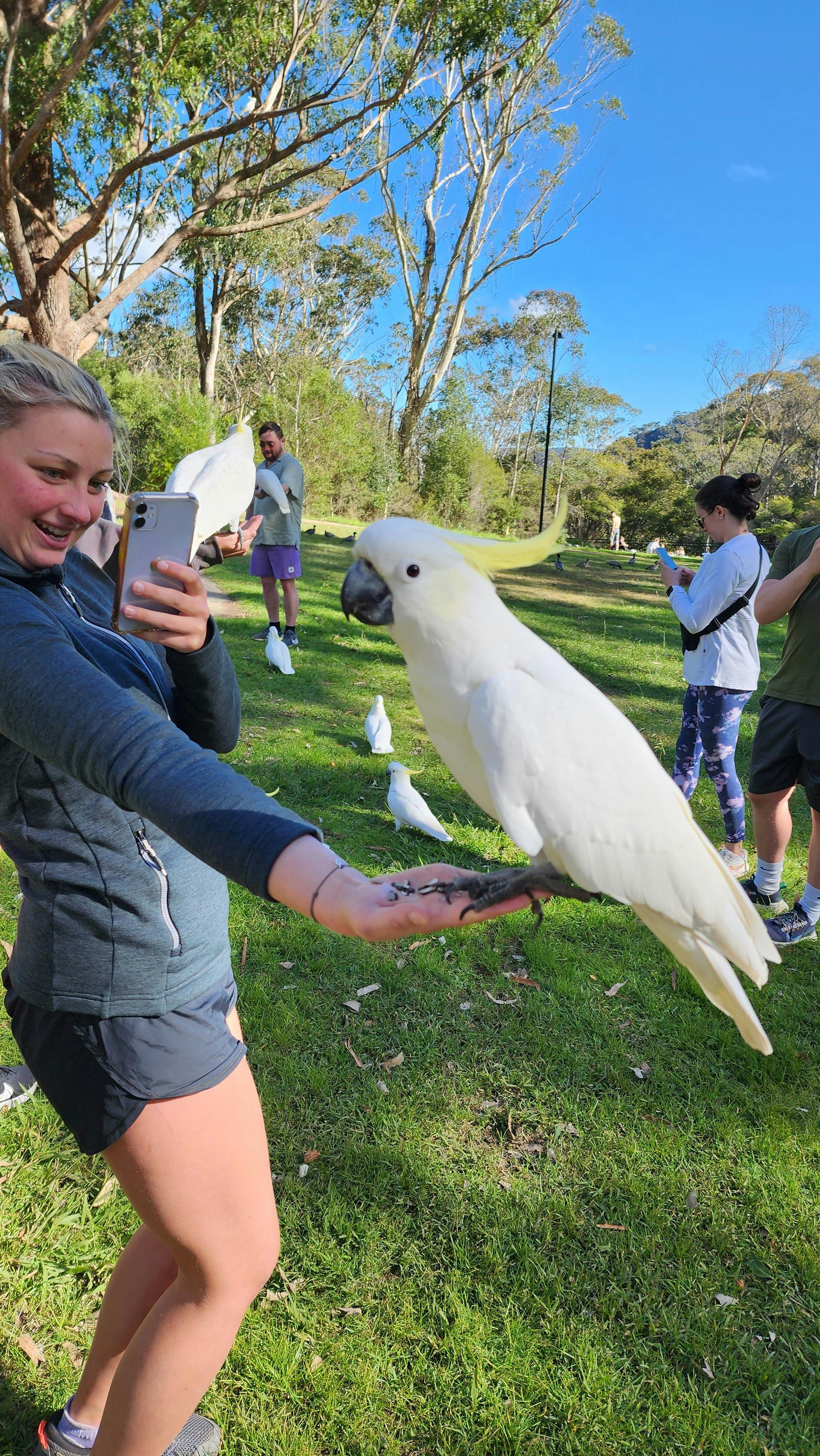 Sulphur crested cockatoo