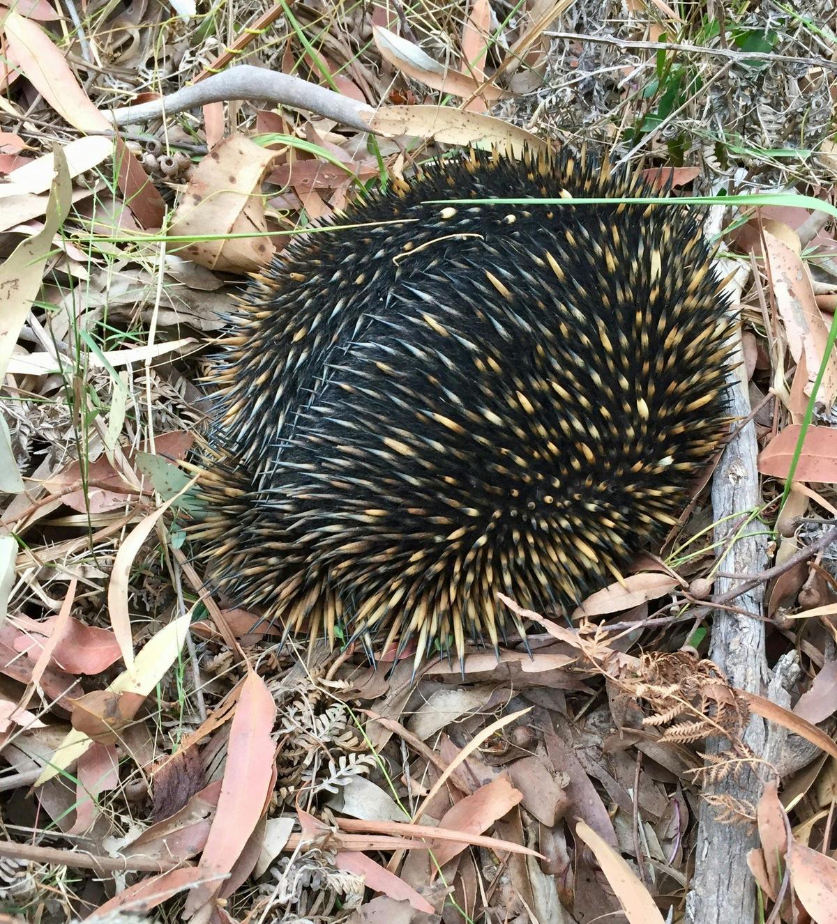 Echidna