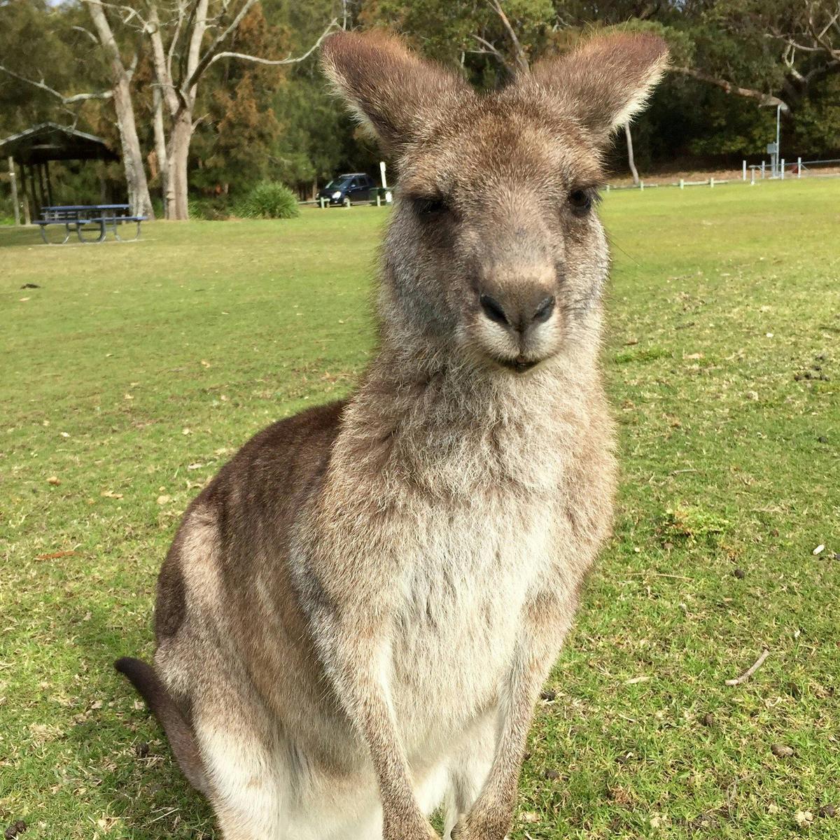 Meet some locals at Lake Conjola