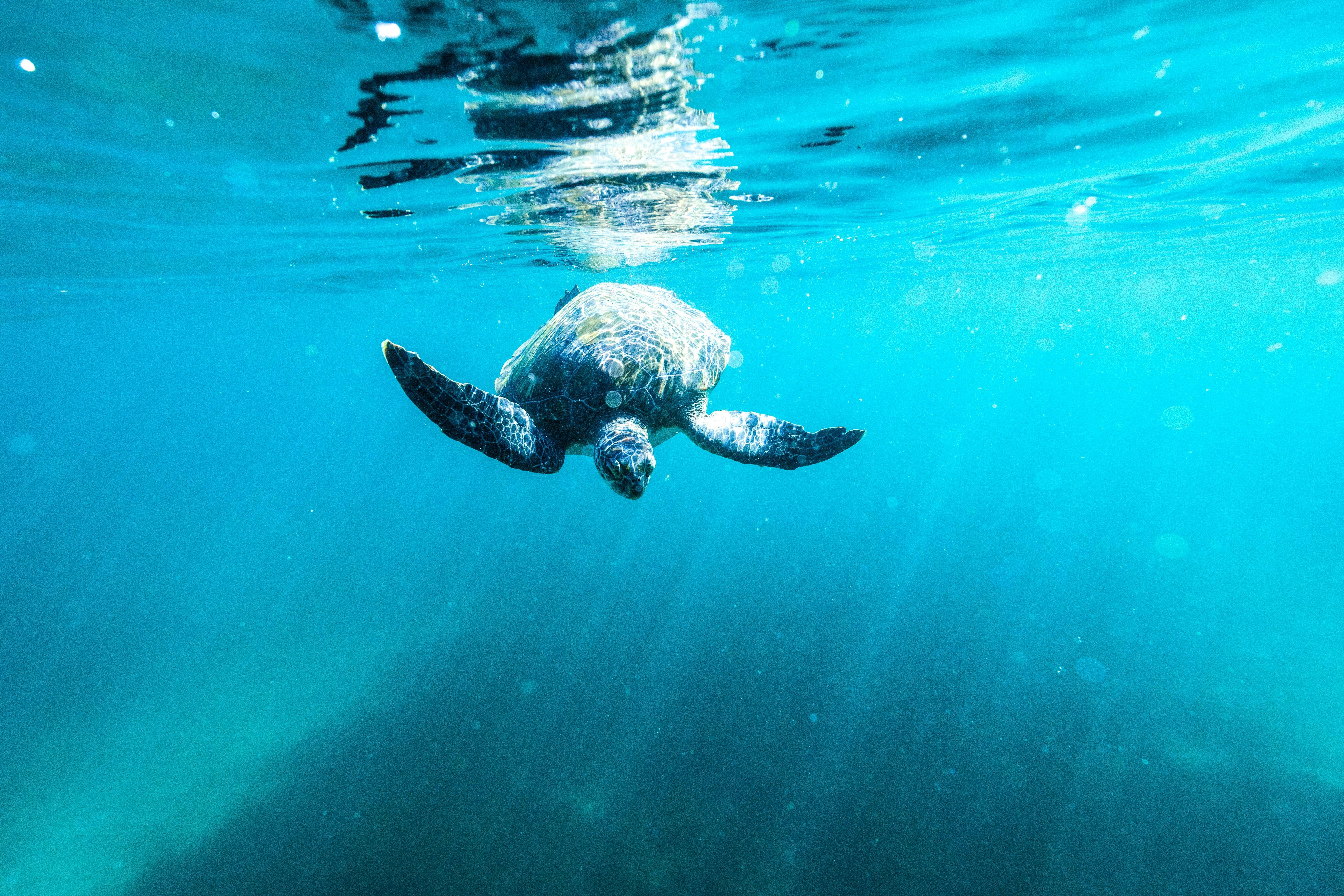Local Turtle of Shelly Beach on Ecotreasures Manly snorkel tour