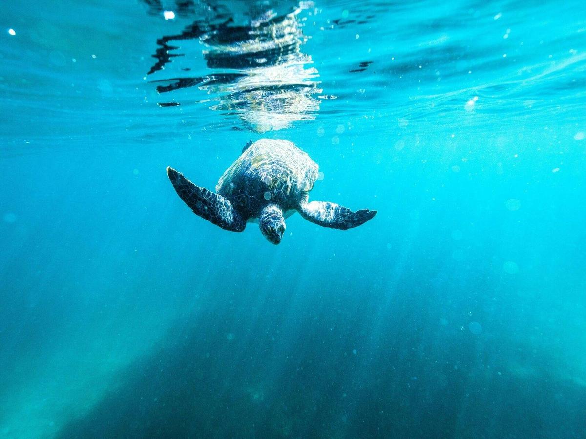 Sydney Family eco tour snorkeling shelly beach manly