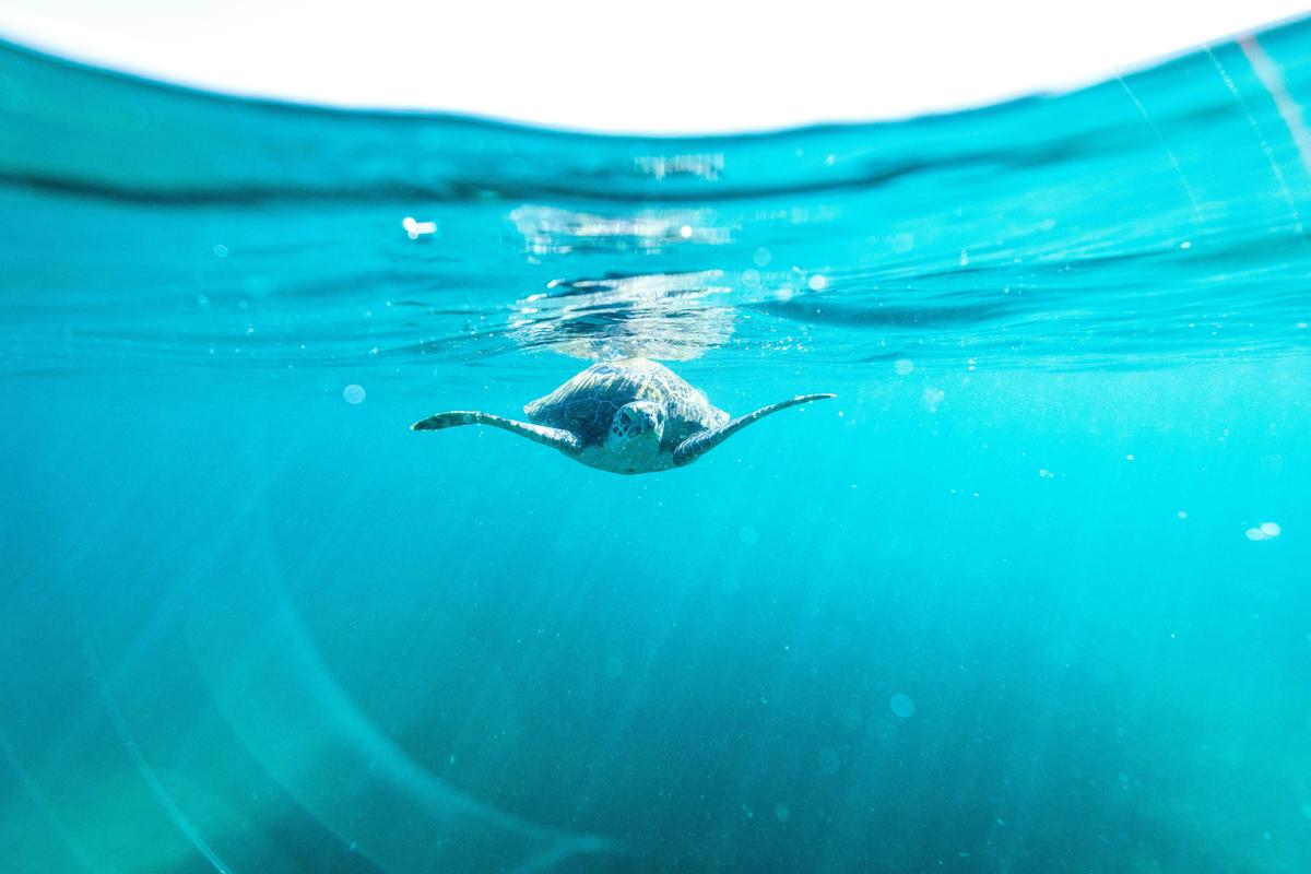 Manly snorkel tour of Cabbage Tree Bay Aquatic Reserve Shelly beach
