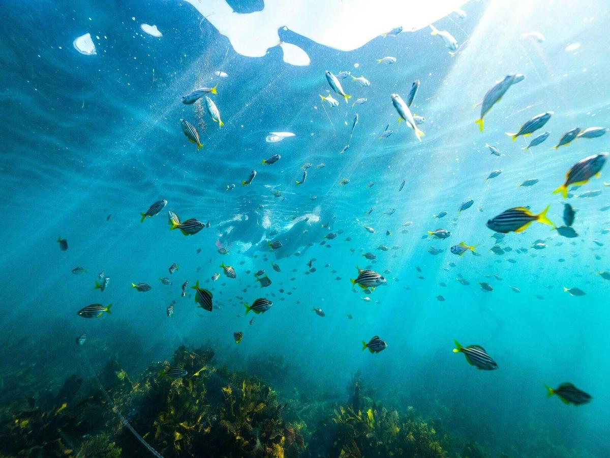 Private Manly snorkel tour