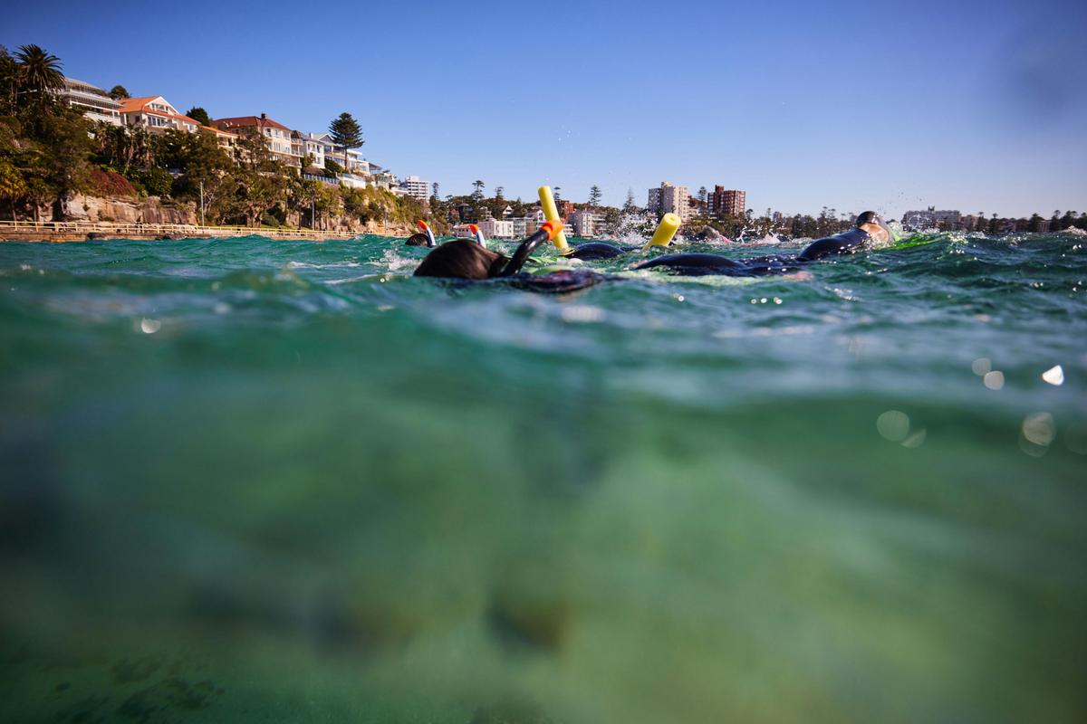 Manly snorkel tour Ecotreasures