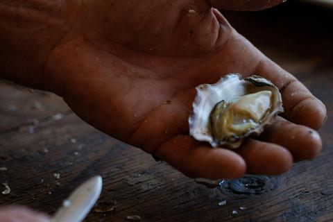 Sydney rock oyster shucking