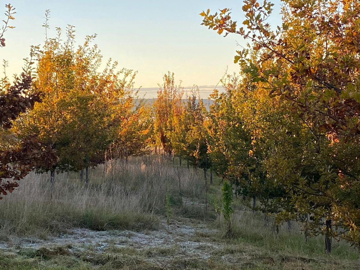 Frost amongst the oaks