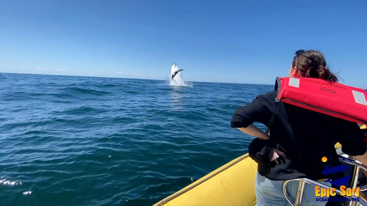 Whales breaching in close playing