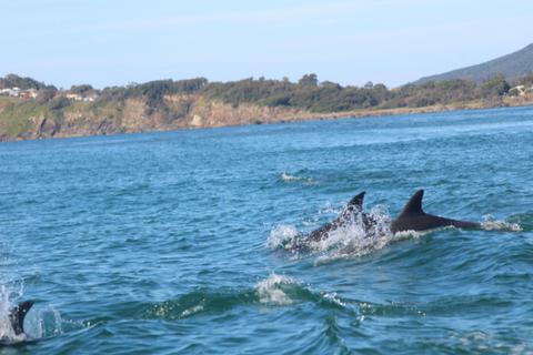 Epic Surf Ocean Adventures - Whale and Dolphin Eco Tours