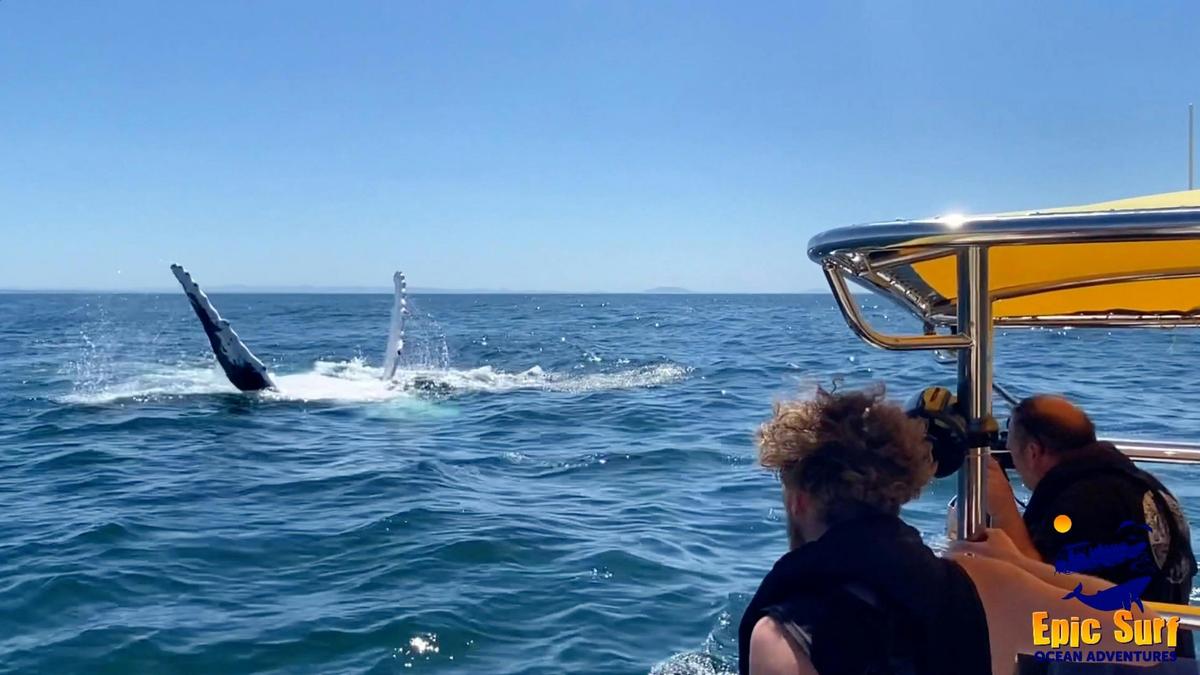 Flappy the Whale pays a visit to Epic Surf