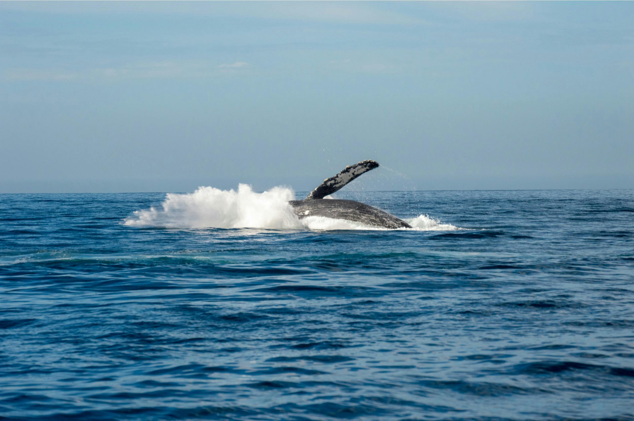Barrington Coast Whale Watch