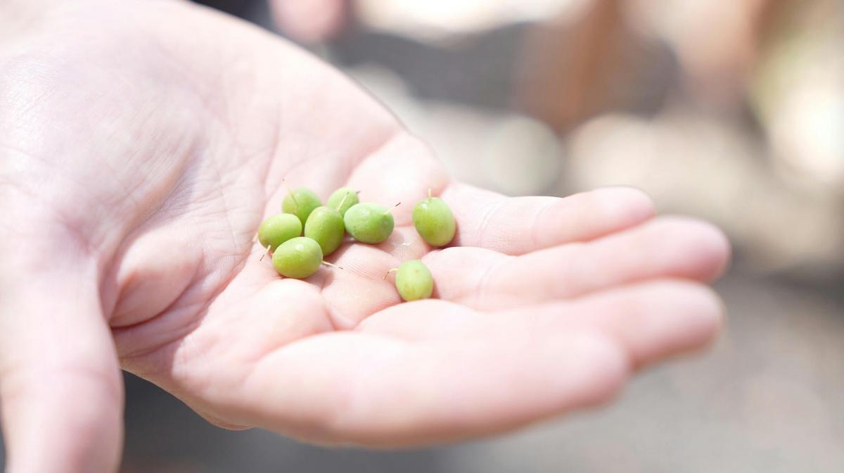Traditional snackfood geebung bush lolly