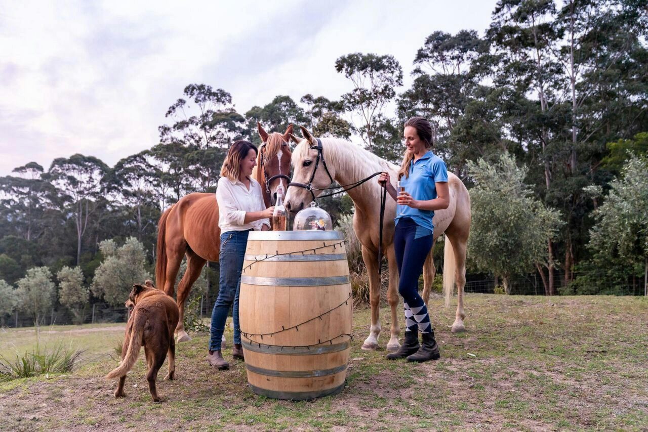 Horses at Champagne Hill