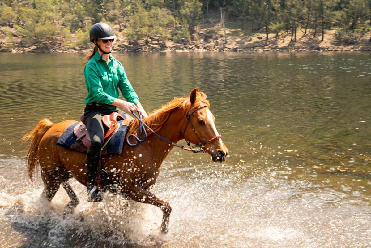 Swimming horses at Shoalhaven River