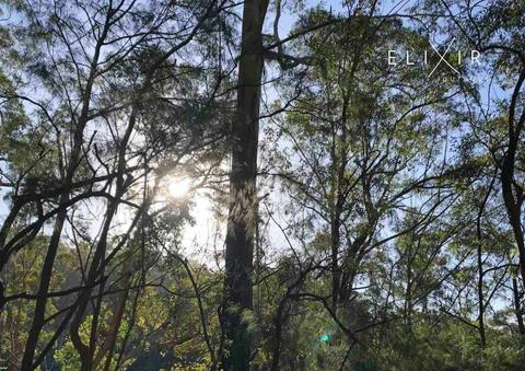 Elixir Journeys - Remedy Walk - Central Coast tour