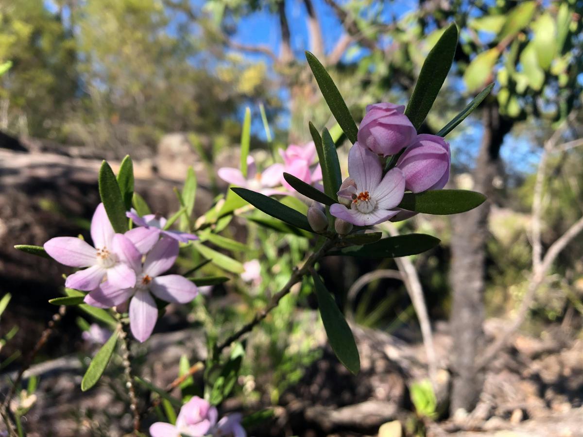 Wildflower in Bouddi National Park