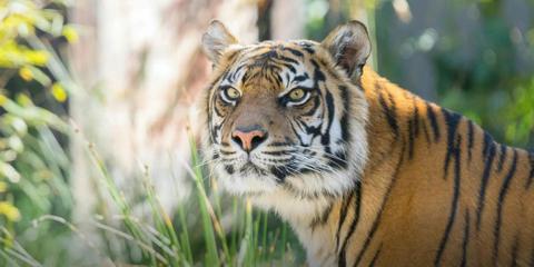 Taronga Zoo Direct