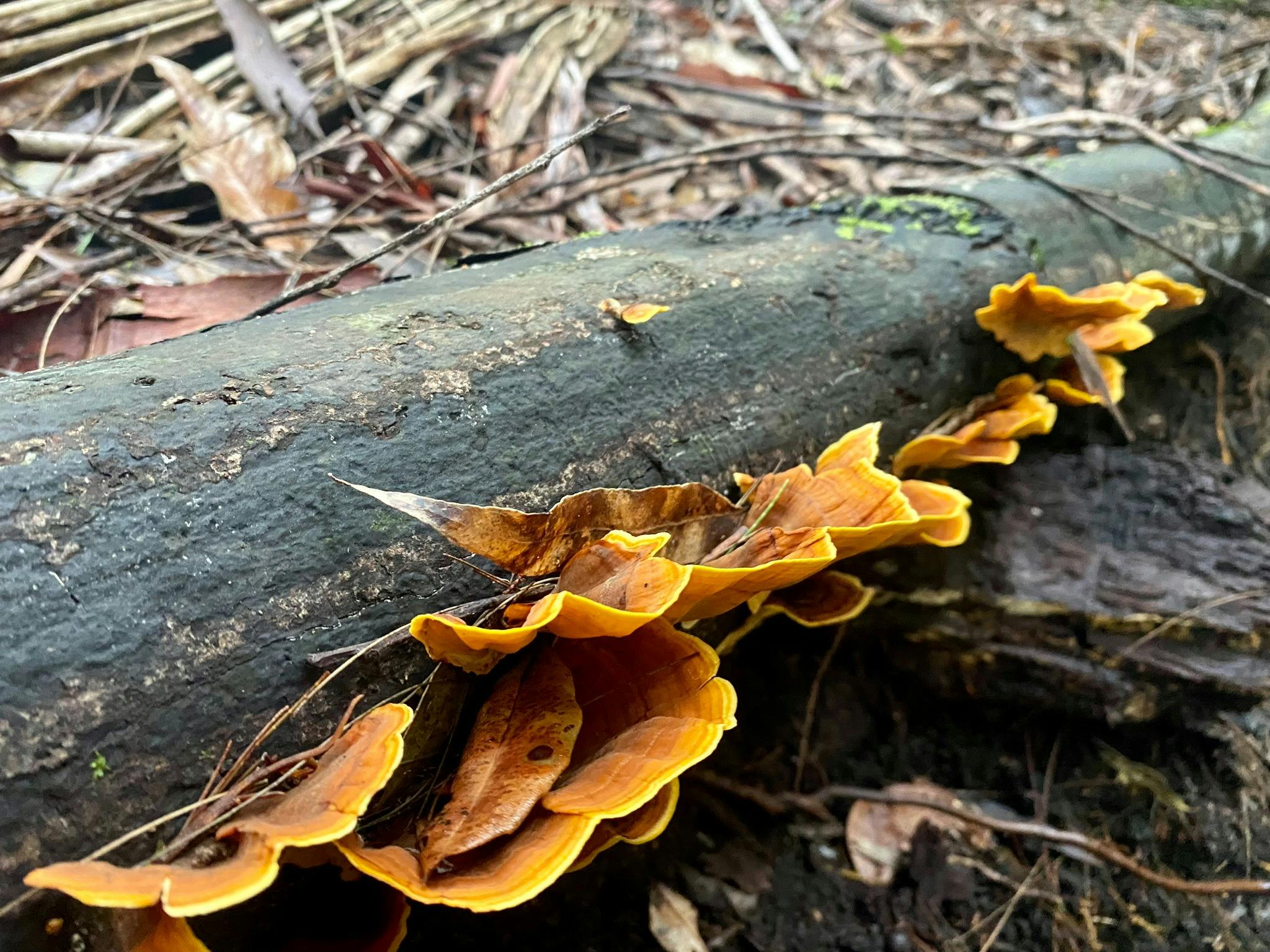 Fungi in Mount Jerusalem National Park