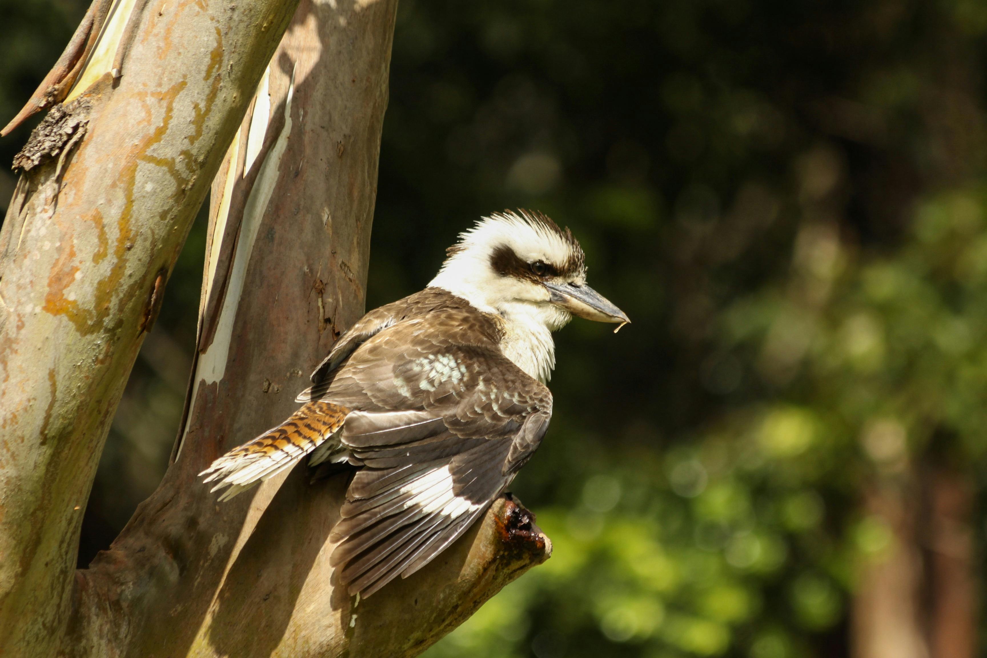 Kookaburra in the Nightcap National Park