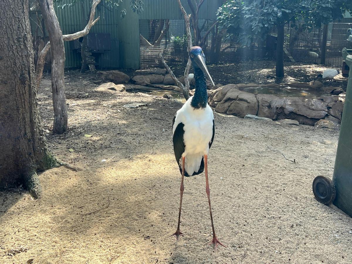 A striking black-necked stork standing tall, displaying its vibrant plumage.