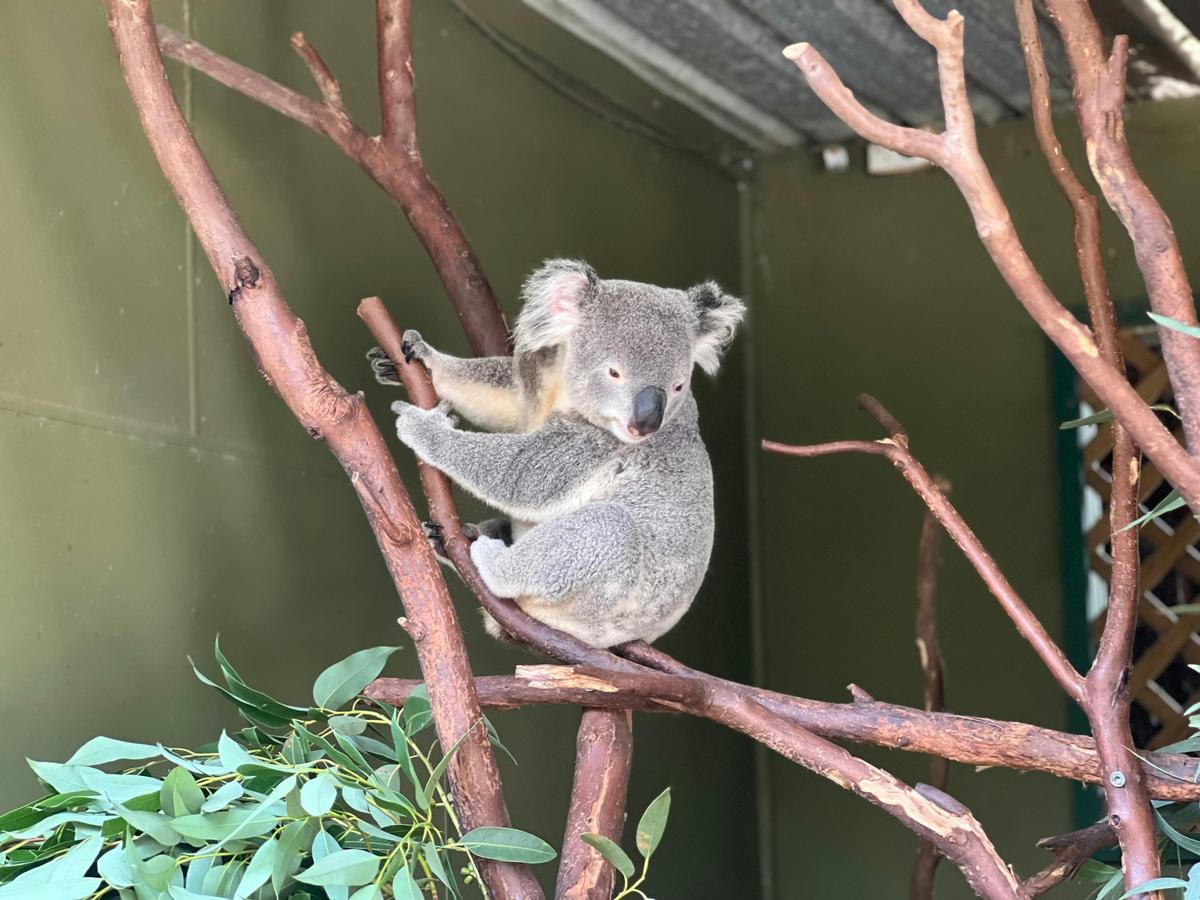 A koala sitting on a branch in a sanctuary, supporting conservation of Australia’s wildlife.