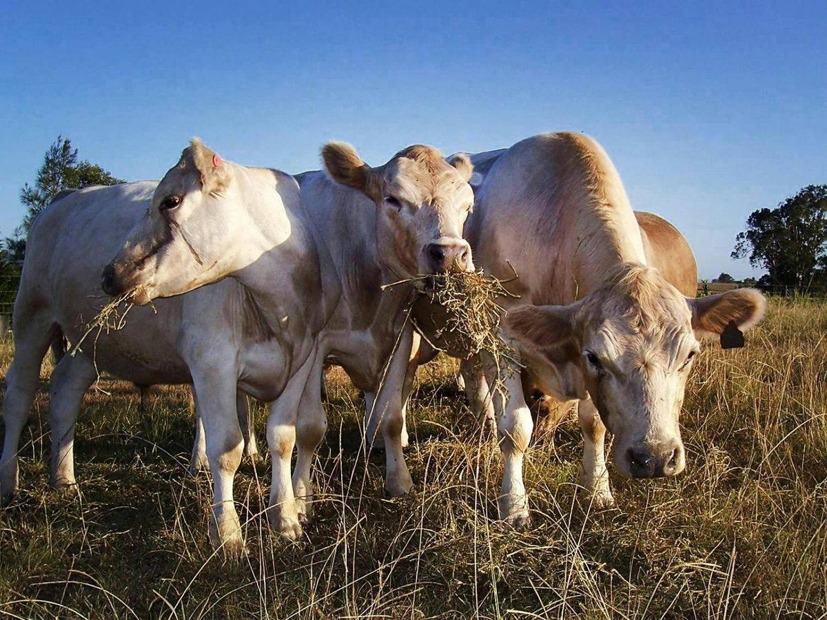Essentially Barrington Farmgate Tours