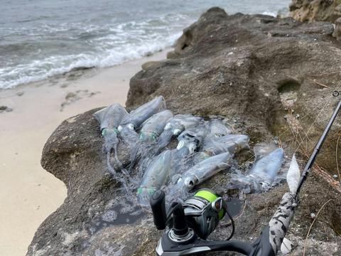 Squid Fishing / Bait Collecting