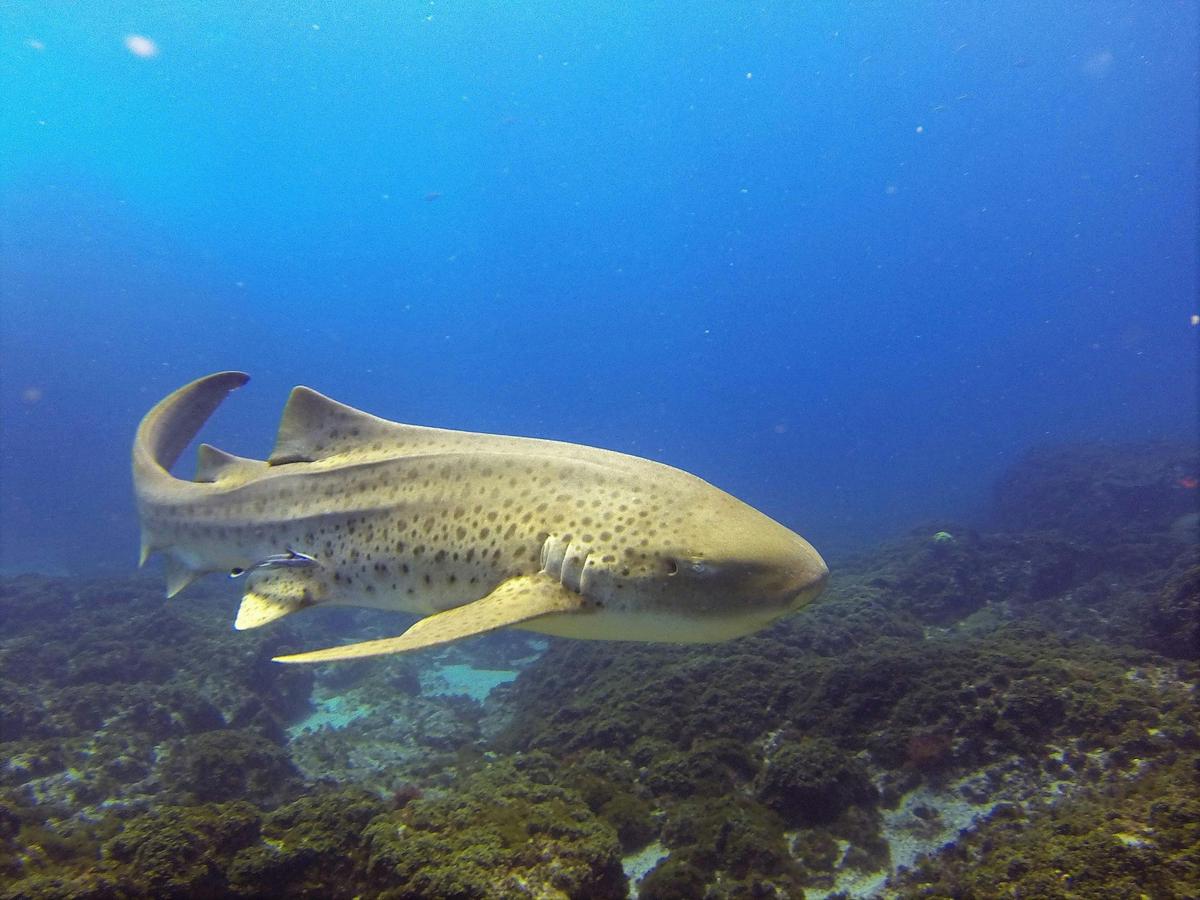 Leopard Shark at Julian Rocks