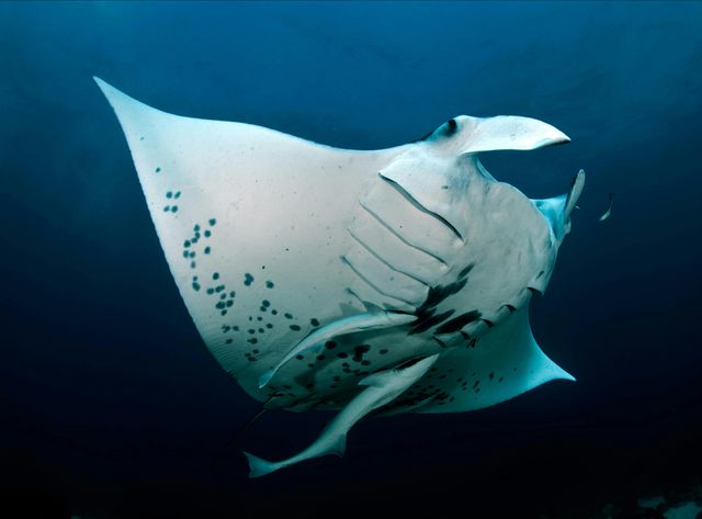 Blue Bay Divers